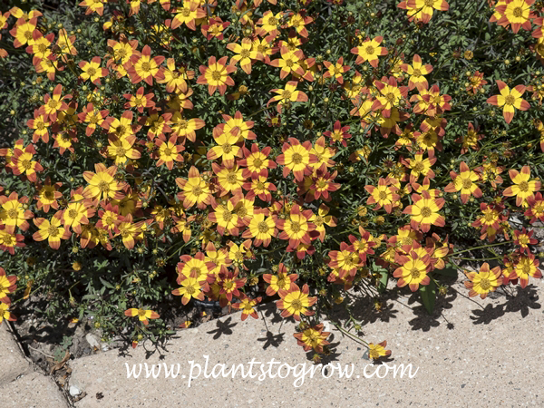 Bidens Beedance Painted Red
Growing as a ground cover.
